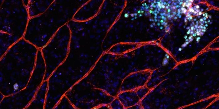Two Proteins Found to Supress Cancer, Control Cell Growth