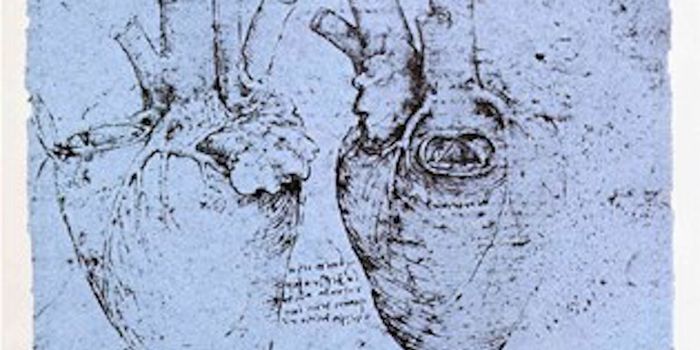 Gaining Insight Into a Mysterious Network of Fibers in the Heart