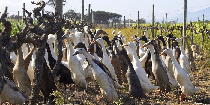 Duck Patrol: using ducks as pest control