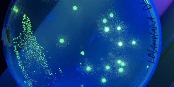 Semi-synthetic Bacterial Cell now Makes Unnatural Proteins