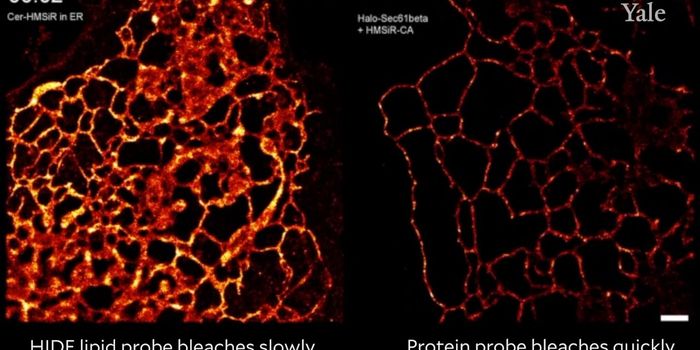 Unprecedented Views Inside the Cell