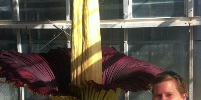 Rare Blooming of Corpse Flower Attracts Thousands in Australia