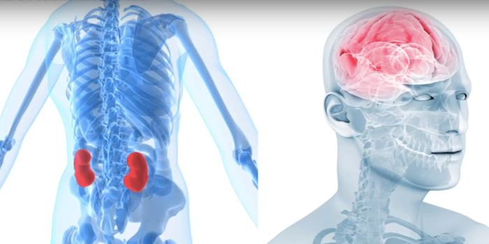 How Non-Coding Genomic Regions Influence Autoimmune Disease