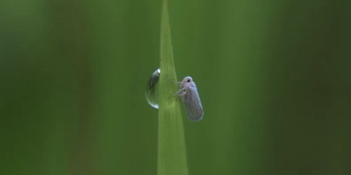 A Pest Hijacked a Plant Gene To Use as a Toxin Shield