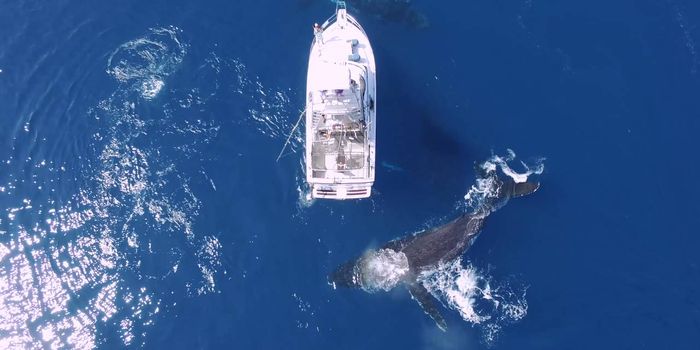 Drone Footage Shows Humpback Whales Swimming Around a Boat