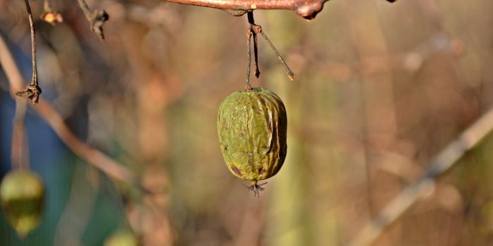 Kiwi Juice Provides Therapeutic Benefit in Lung Cancer Model