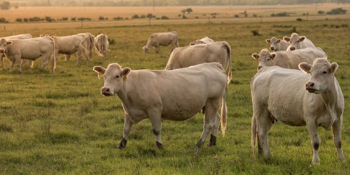 Common Gene Revealed to Empower Antimicrobial Resistance