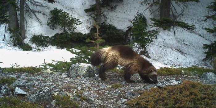 Urban vs. Remote: Contrasting Wildlife Responses to Human Presence