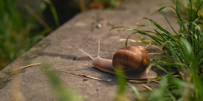 Snail Venom Treats Malaria