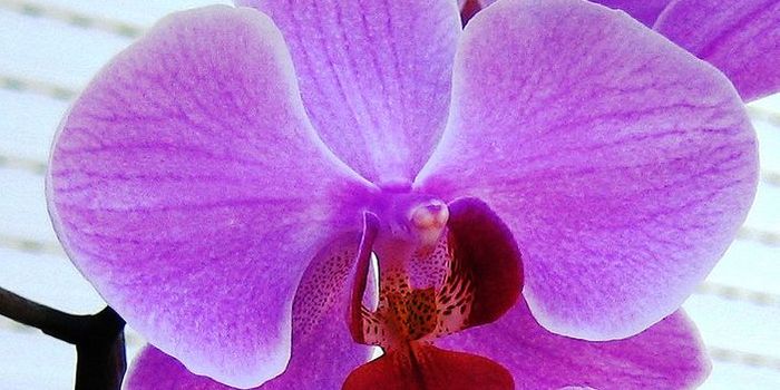 Orchid Proteins Compete to Attract Pollination