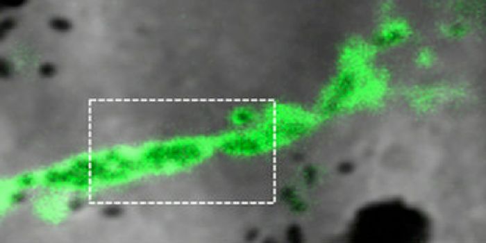 Melanin Transport Mechanism is Identified