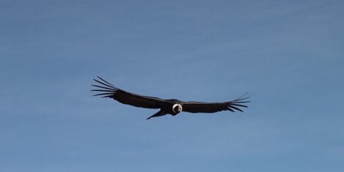 Female Condors Reproduced Asexually Even Though Males Were Available