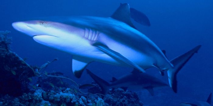 These Daring Fish Clean the Insides of Sharks' Mouths