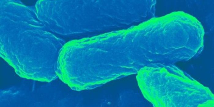 Modified E. coli Used as Vaccine Delivery System