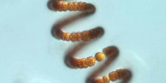 Decreasing Nitrogen Levels Shown to Reduce Algal Blooms