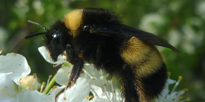 Bumblebees Under Threat From Inbreeding and Disease