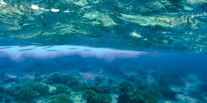 Climate Change and Marine Life: Worse Scenarios Than Hypothesized