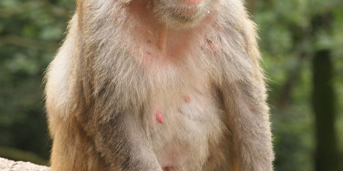 Macaques Explain The Neuroscience of Envy