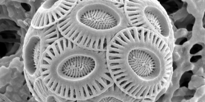 How phytoplankton can change the clouds