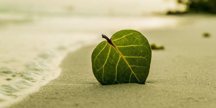 Solar-Powered Leaf Can Convert Air to Hydrogen Fuel
