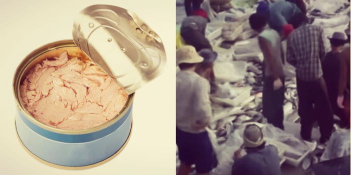 Seafood Slavery Risk Tool Reveals Human Rights Abuse