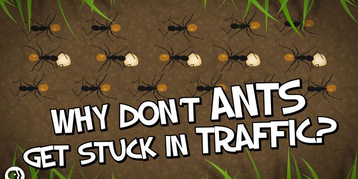 Do ants have traffic jams?