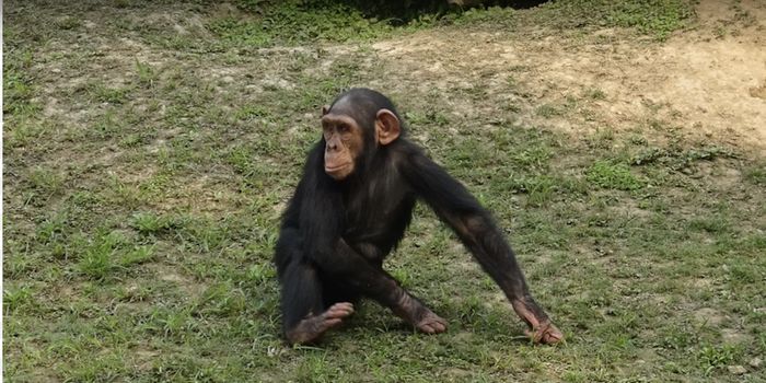 As Humans Evolved, Cancer Came Along