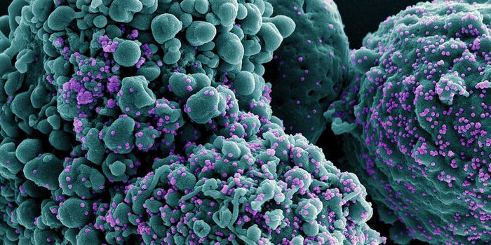 Researchers Discover an Immune Response Protecting Some from COVID-19