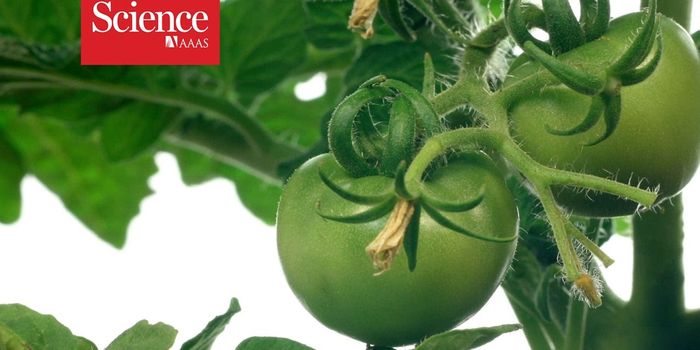 New Genetic Modification may Improve Crop Yield