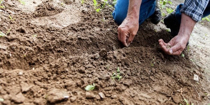 The Planet's Soil is Home to Microbe-Eating Protists