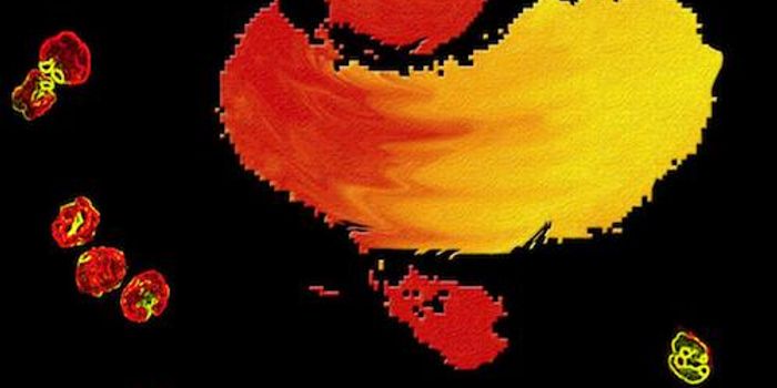 Finding the Source of a Common Immune Cell