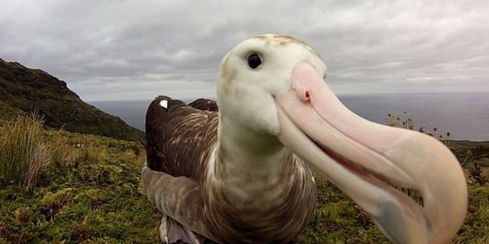 Gough Island Seabird Populations Are Being Threatened by Oversized Mice