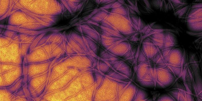 Prions Get a Closer Look in Yeast & May Sometimes be Beneficial