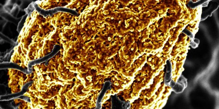 More Evidence That Climate Change Can Make Fungi More Dangerous