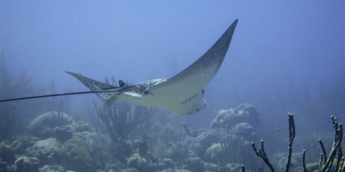 "Sea-thru" Algorithm Clarifies Underwater Photos