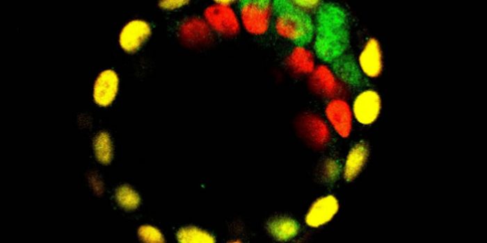 The Simple Choices That Govern Mammalian Development