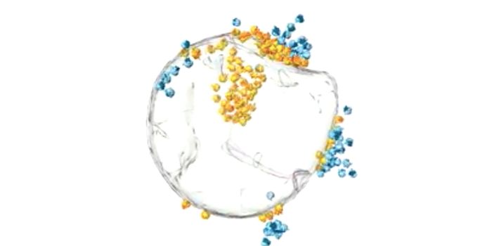 Understanding Mitochondrial Protein Synthesis