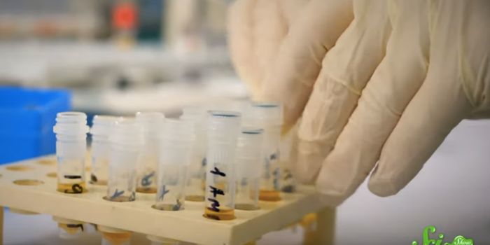 How Genetics Can Inform Our Understanding of ADHD