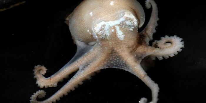 Blue Bloods of the Antarctic