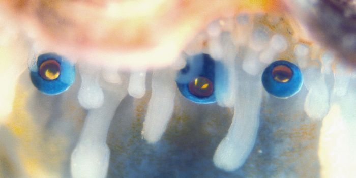 Researchers Crack the Secret Behind Scallops' Vision
