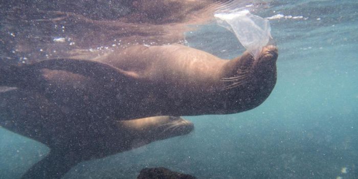 Galapagos Animals and Beaches Are Polluted with Plastic