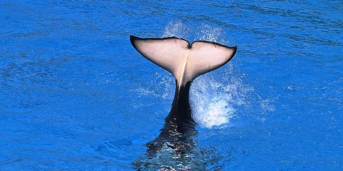 Human Encounters Prompt Unusual Whale Behavior