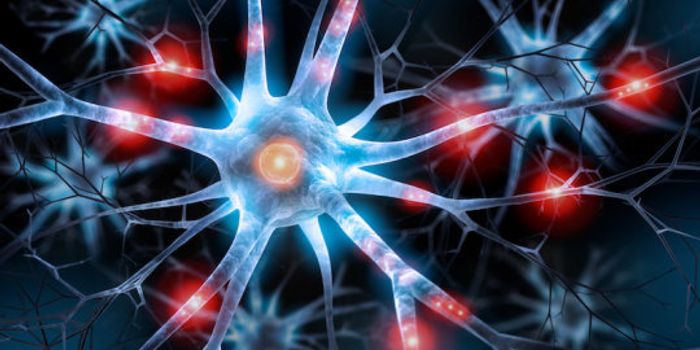 Transplanted Brain Stem Cells Survive Without Anti-Rejection Drugs