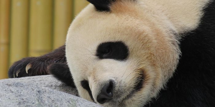 Sleep Helps Clean Neuronal Houses