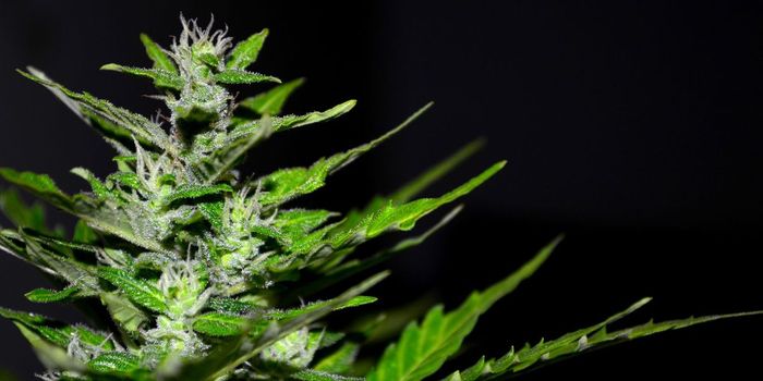 FDA Approves Cannabis Drug to Treat Rare Genetic Disease