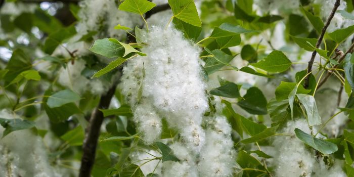 Engineered Antibody Prevents Hay Fever