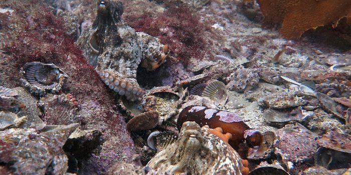 The lost city of octopuses, found