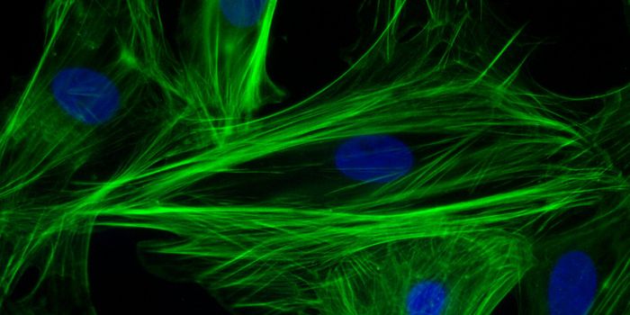 Faster, Better, Stronger Heart Cells Made from Scratch