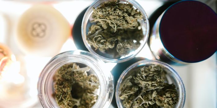 Analysis Finds Medical Cannabis Laws Have Little Impact on Reduction of Opioid Prescription