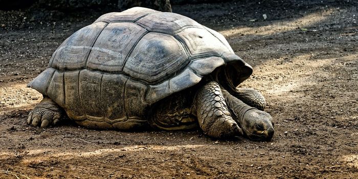Do Tortoises Enjoy Being Touched by People?